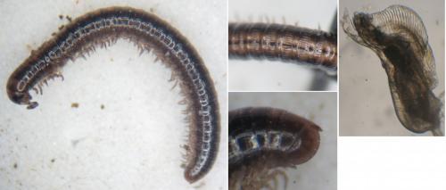 Brachyiulus lusitanus